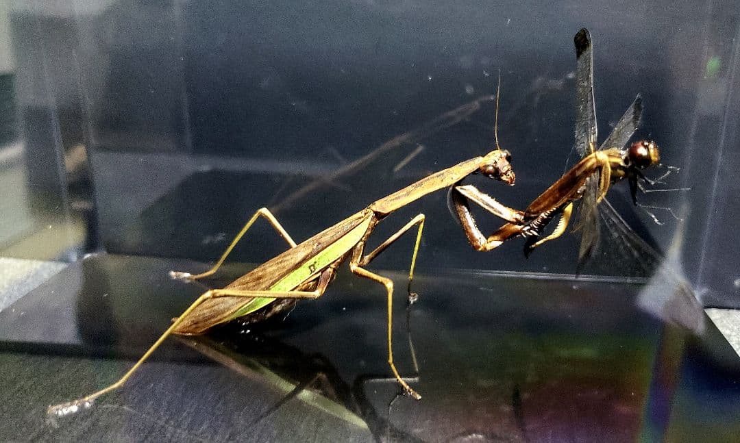 ケムンパス出品 オオカマキリ立体標本2点