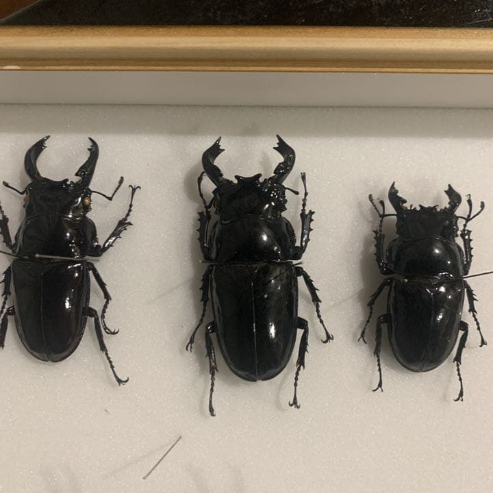 昆虫標本M.レギウス　オオツヤクワガタ雄75㍉野外品