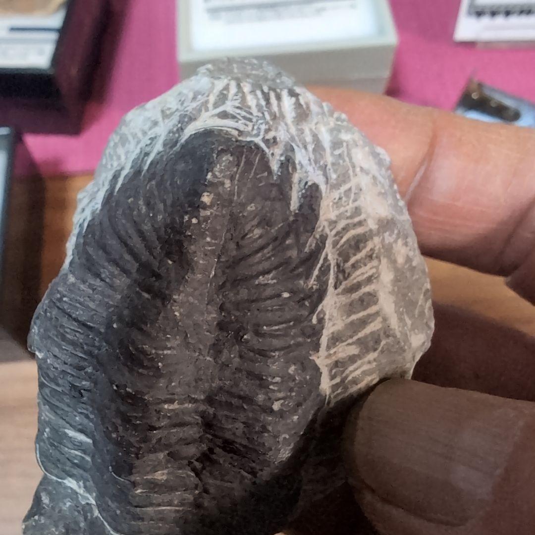 本物　デボン紀中期　三葉虫綱目　メタカンシナSP　化石　モロッコ
