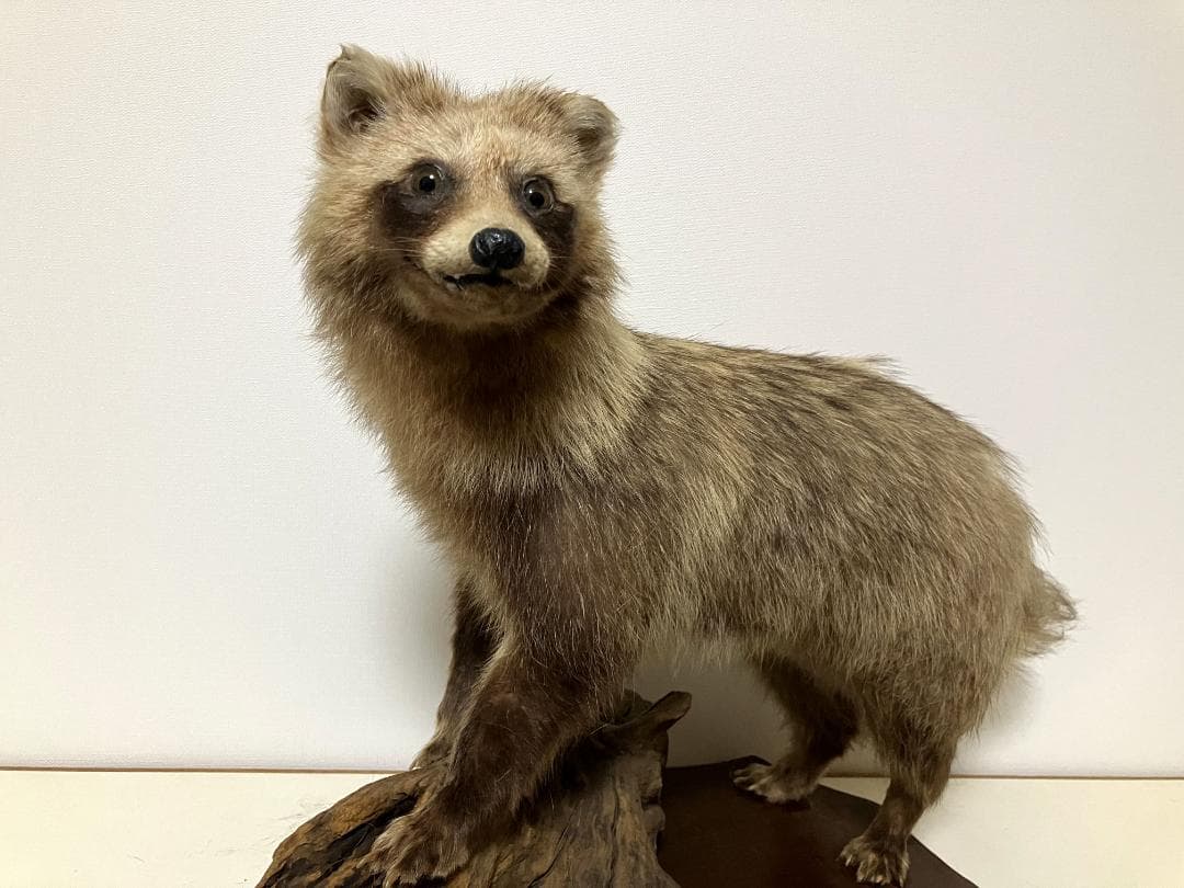 狸の剥製：種の保存法に該当しない動物