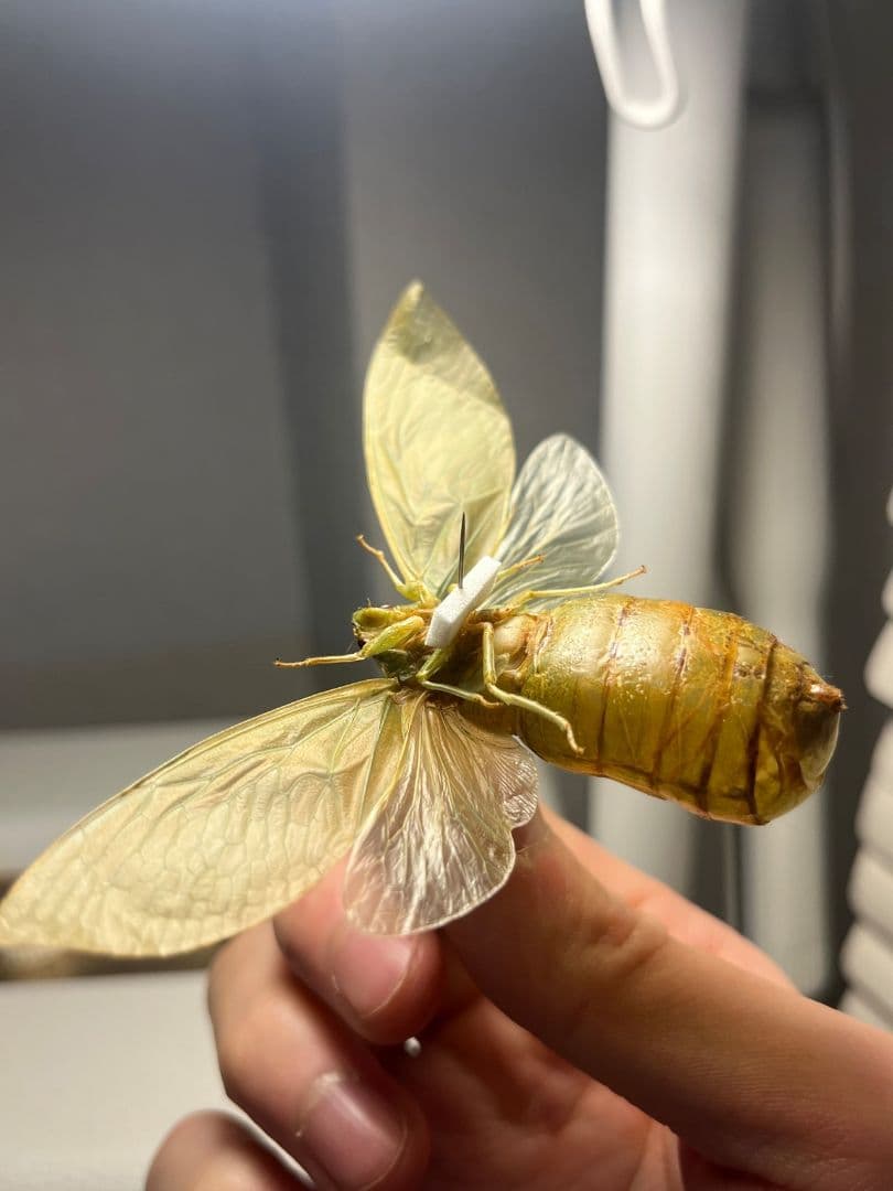 【伝説ノ蝉】フウセンゼミ ハラブトゼミ Cystosoma 昆虫標本