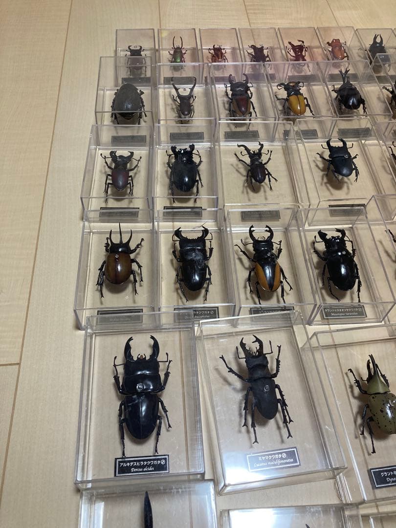 ディアゴスティーニ世界の昆虫全64種コンプリート　クワガタカブトムシ　フィギュア