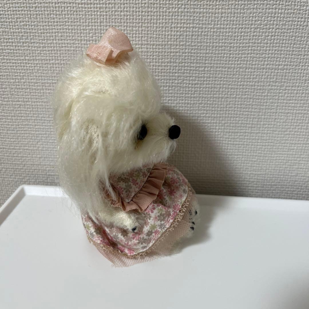 マルチーズ