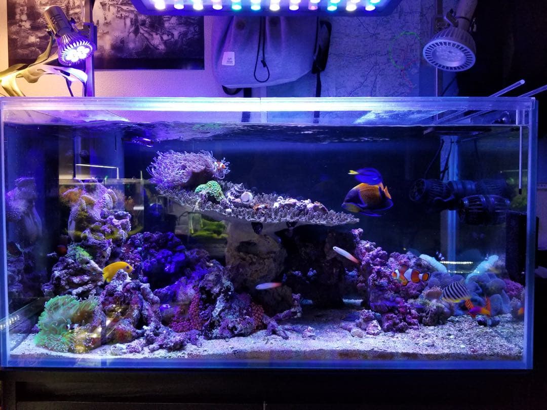 珊瑚礁　レイアウト　約35×45