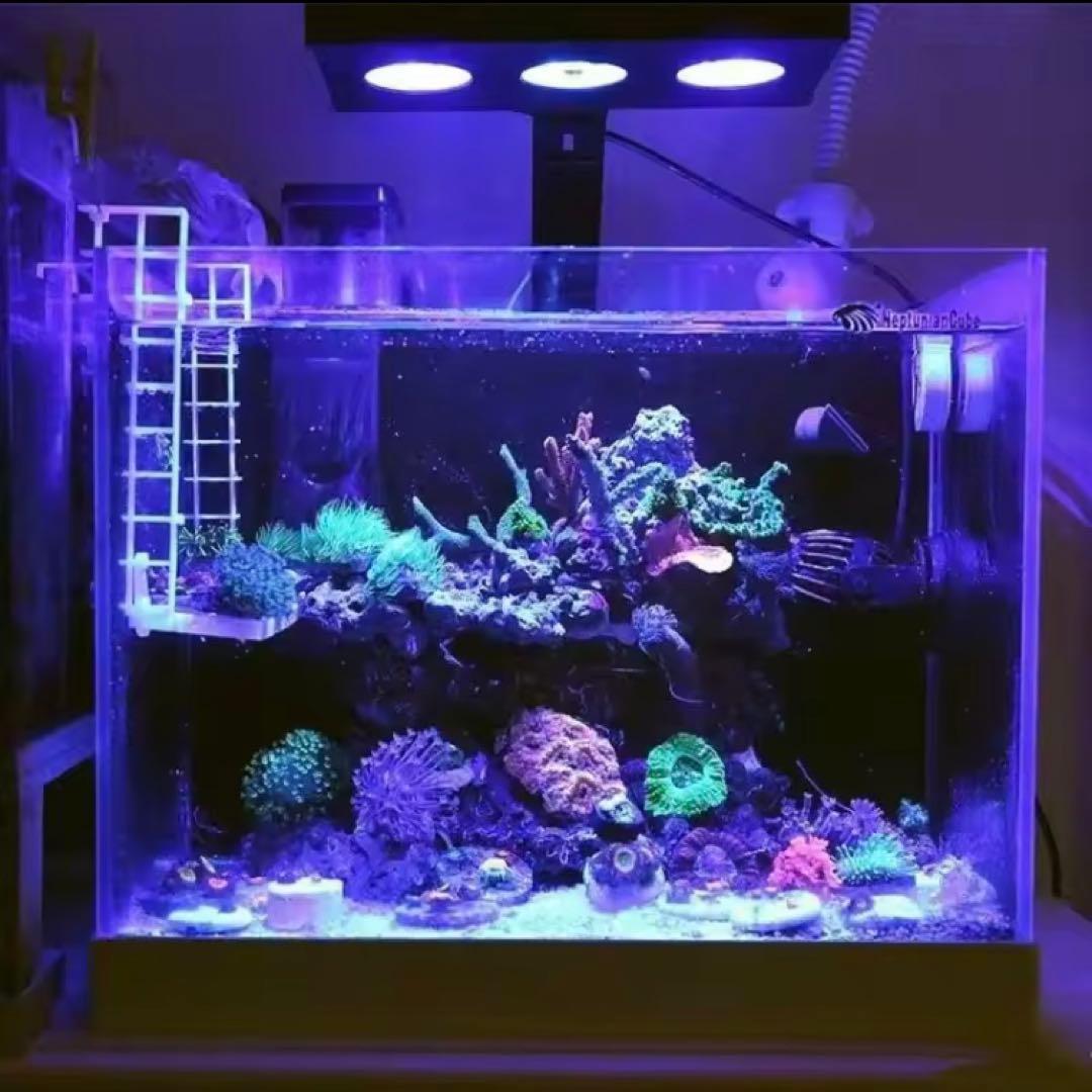 新品　マリンアクアリウム　サンゴ　海水魚　コーラルライト　SPECTRA