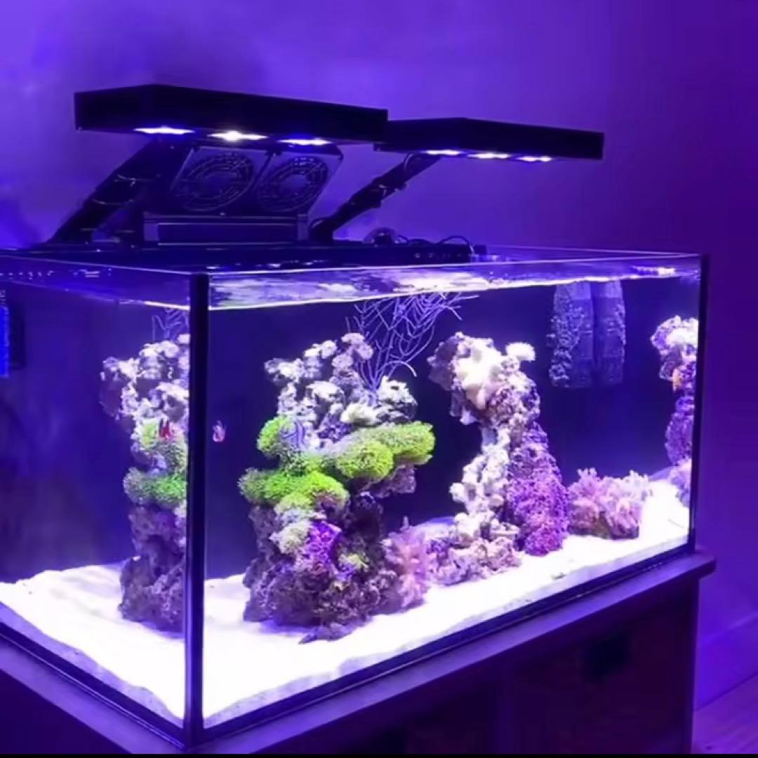 新品　マリンアクアリウム　サンゴ　海水魚　コーラルライト　SPECTRA