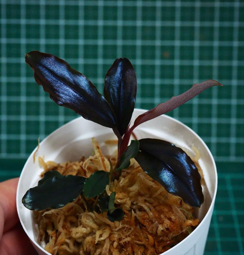 水草 Buce sp. \"Galaxy llic midnight blue\"