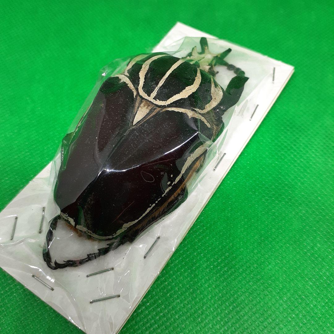 標本 Goliathus goliatus apicalis 80mm CONGO