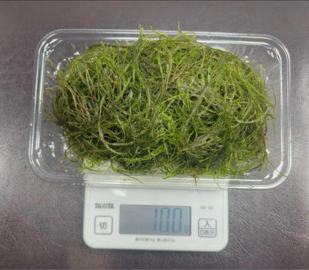ウィローモス　100g 水草　無農薬