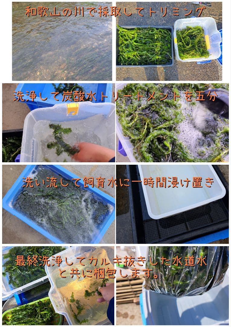 【専用ページ】天然 アナカリス1000本 オオカナダモ