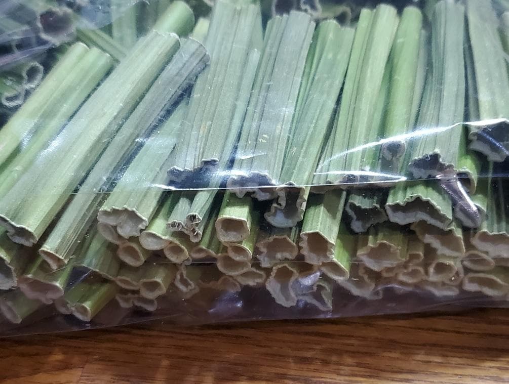 大容量　2800g　(国産・高品質)乾燥パパイヤの茎（無農薬・有機肥料）
