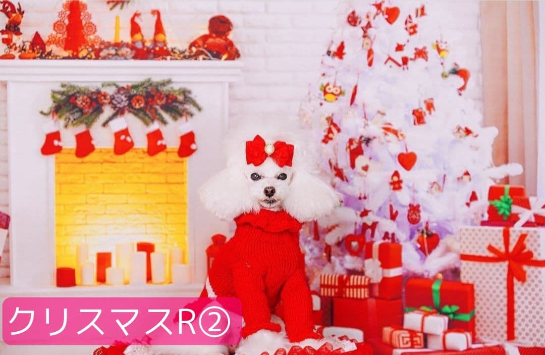 紅葉　背景布秋XD①　ペット撮影用　80×120cm　トリミングチョーカー販売中