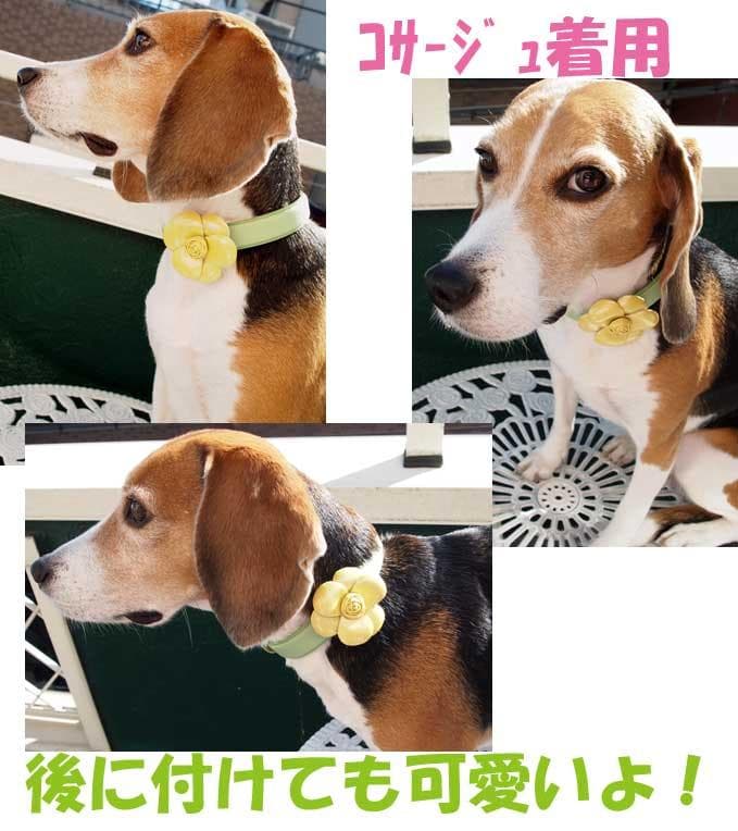 大型犬　フラワー付き高級本革カラーとリードセット　38ｃｍ～46ｃｍ