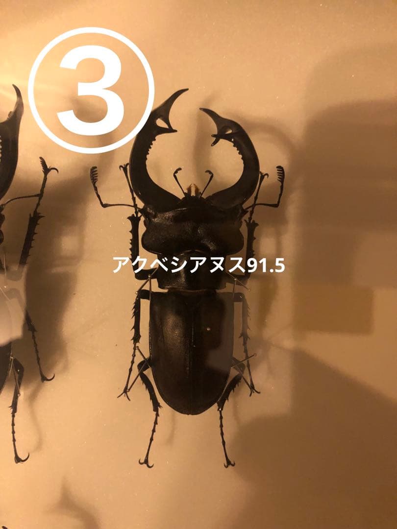 ヨーロッパミヤマ
