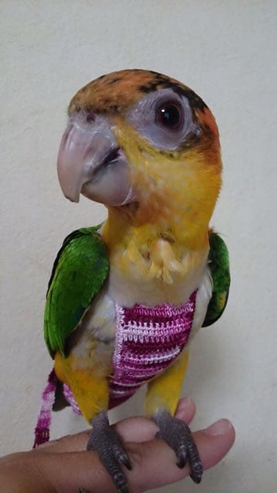 オーダーメイドの鳥さんのお洋服♪