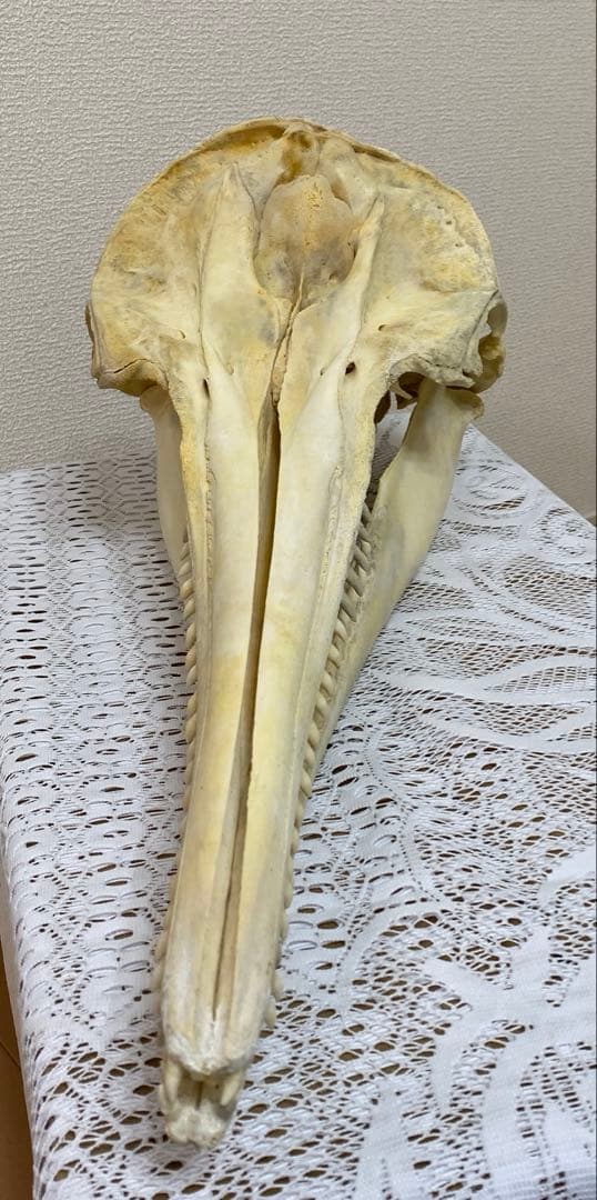 超希少種　シワハイルカ　頭骨　標本　海棲生物　いるか　イルカ
