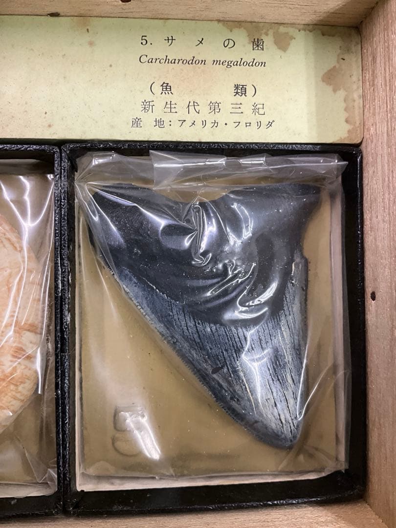 示準化石模型 5種セット 三葉虫 羊歯植物 床板さんご アンモナイトサメの歯