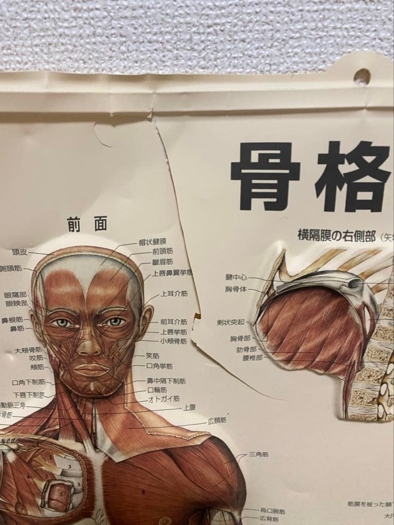 人体模型 骨格模型 + 解剖学ポスター