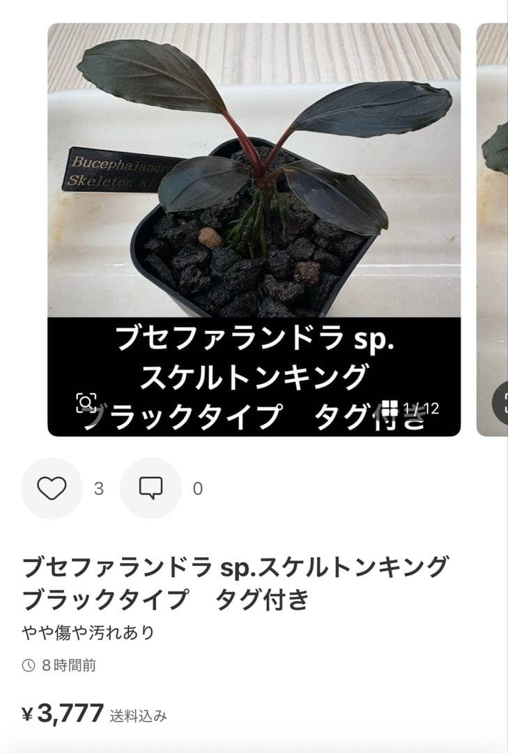 【きえぴ】ブセファランドラ 3種　水上葉　タグ付き