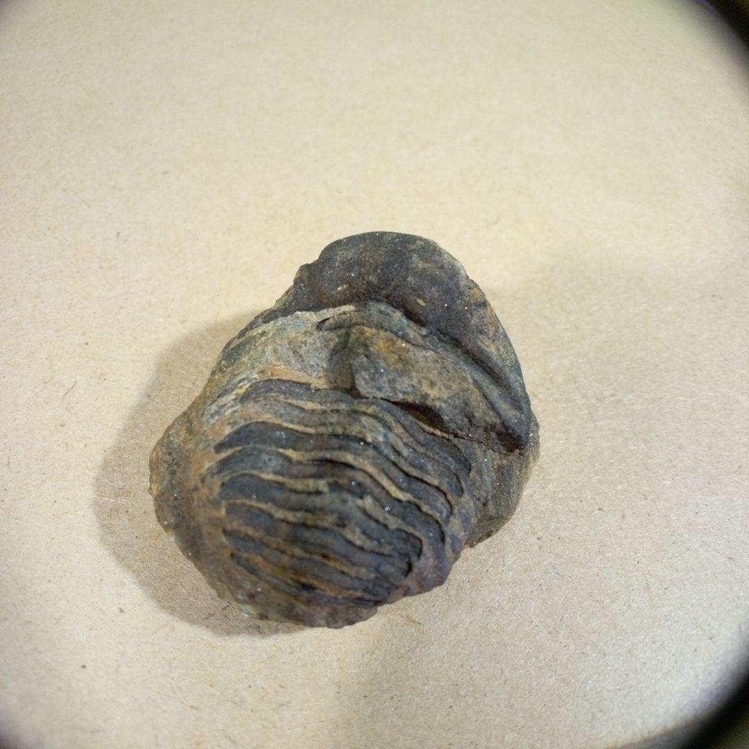 三葉虫　化石　fossil　ボリビア産　レア　Fossil判別⑨