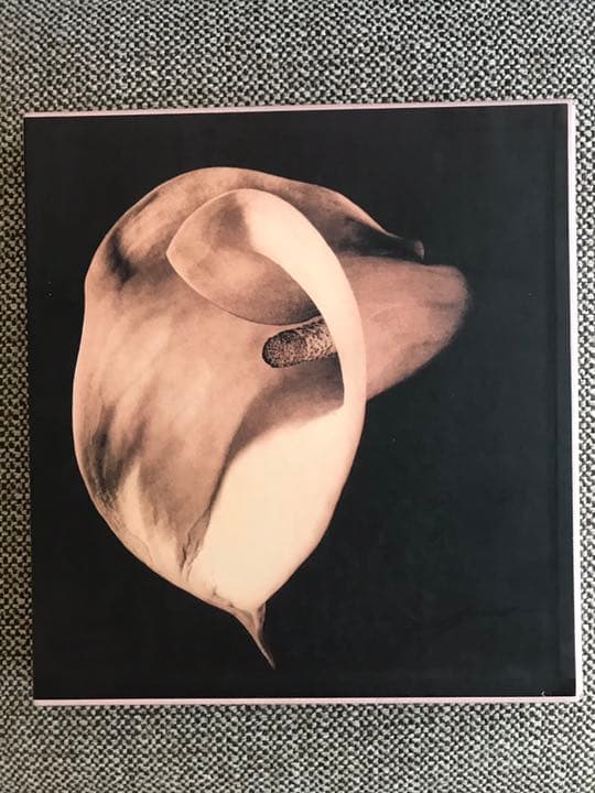 PISTILS Robert Mapplethorpe ロバートメイプルソープ