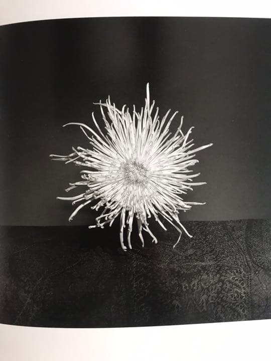 PISTILS Robert Mapplethorpe ロバートメイプルソープ