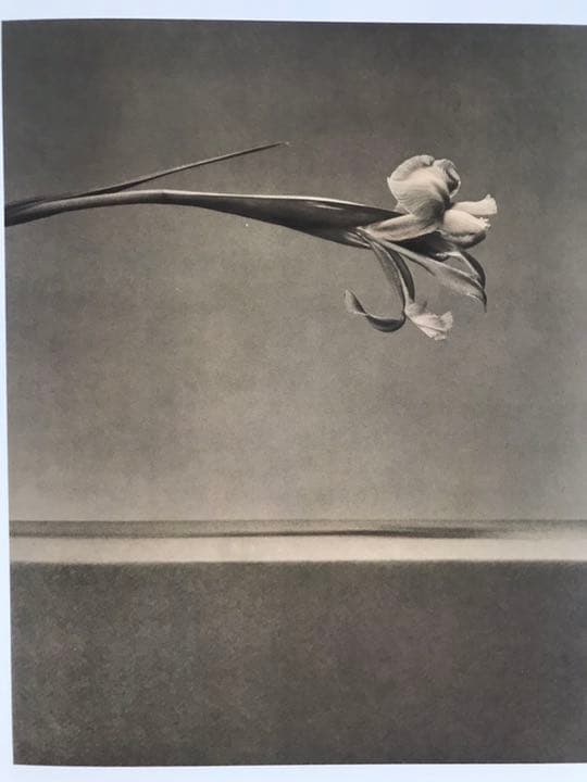 PISTILS Robert Mapplethorpe ロバートメイプルソープ