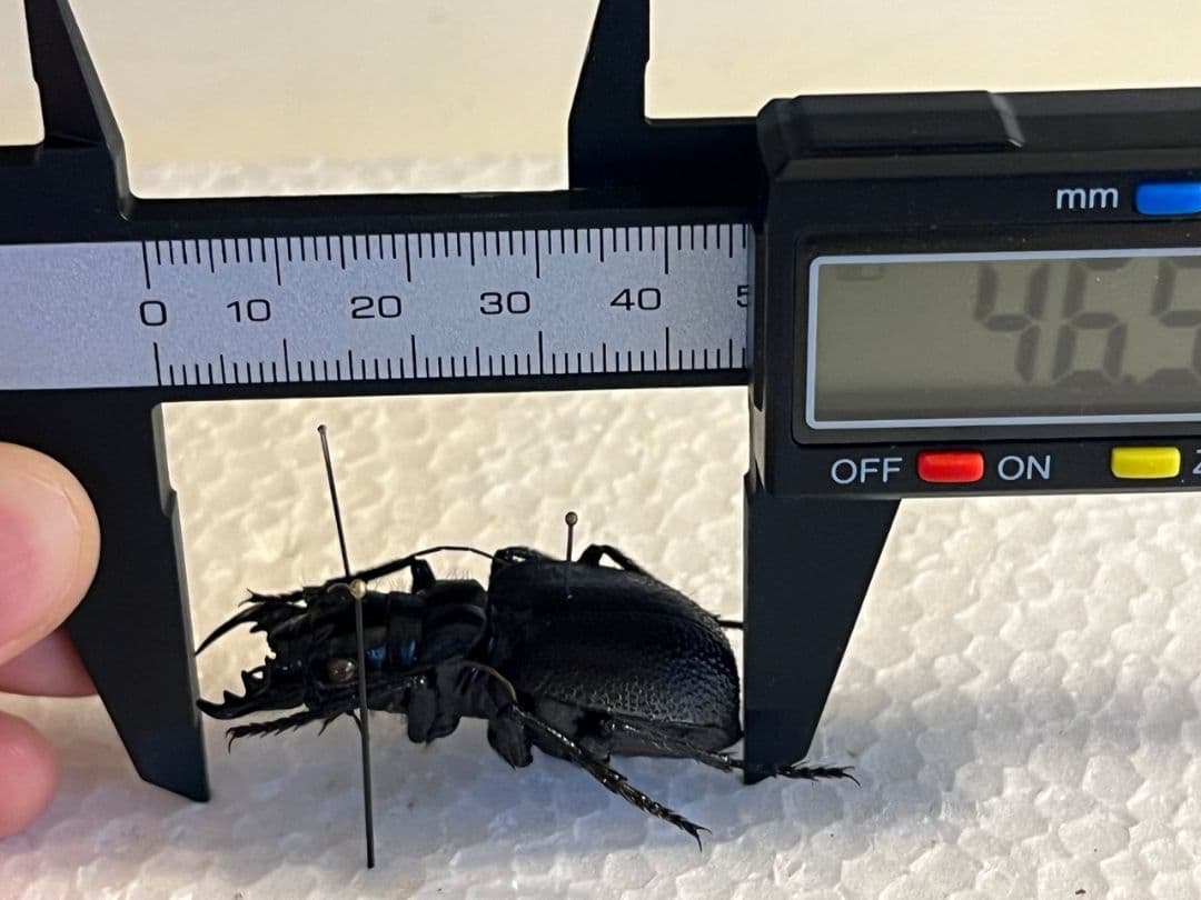 【美麗♀】オオエンマハンミョウ Manticora タンザニア産 昆虫標本