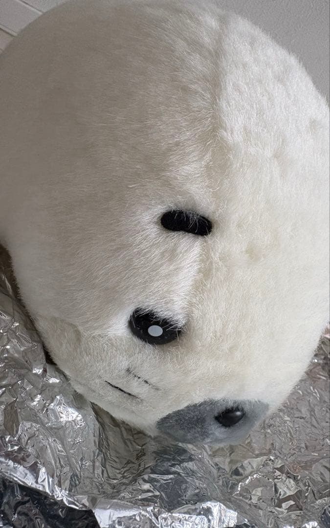 セール☆ じたばた　ゴマちゃん