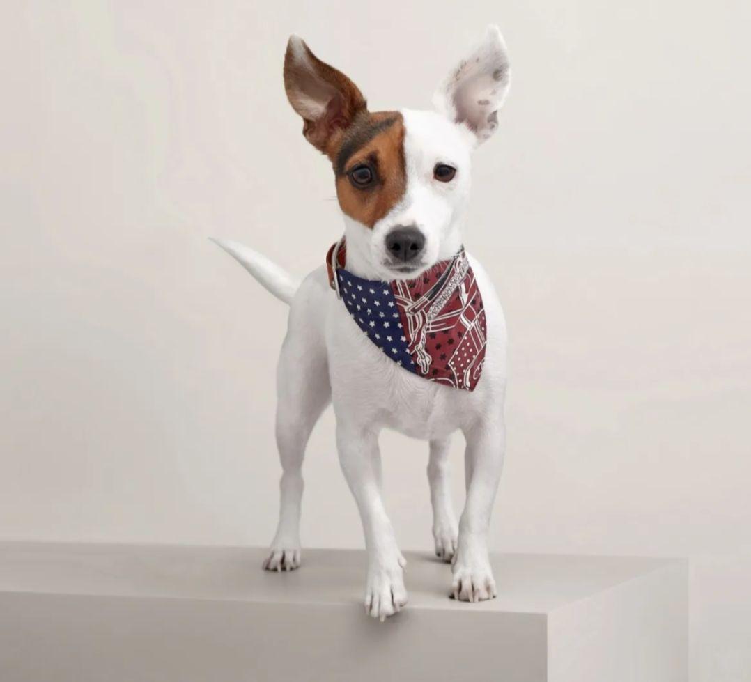 【超希少】エルメス　犬用バンダナ