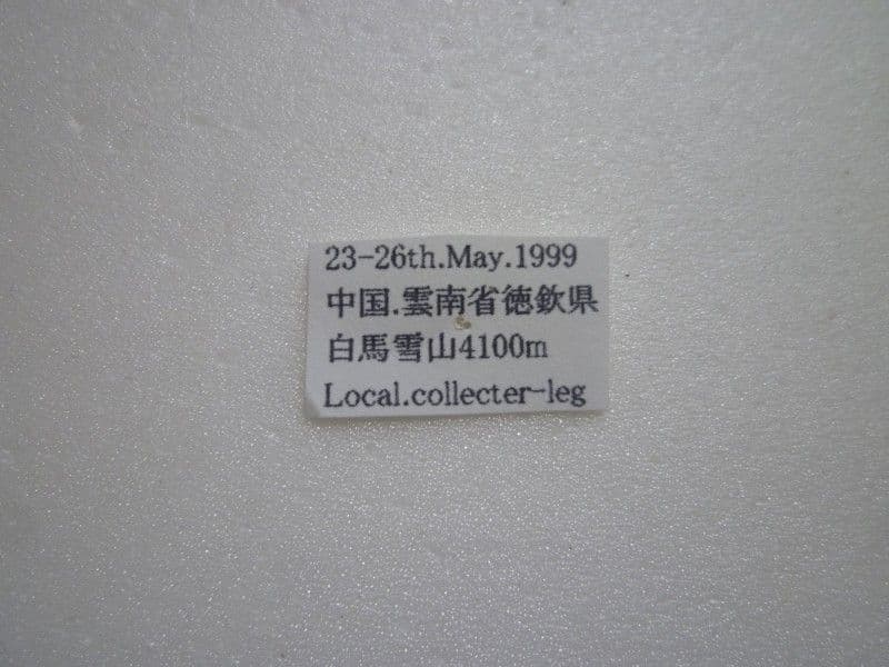 【外国産蝶標本】ミカドウスバ♂/四川省.白馬雪山産/67.9mm