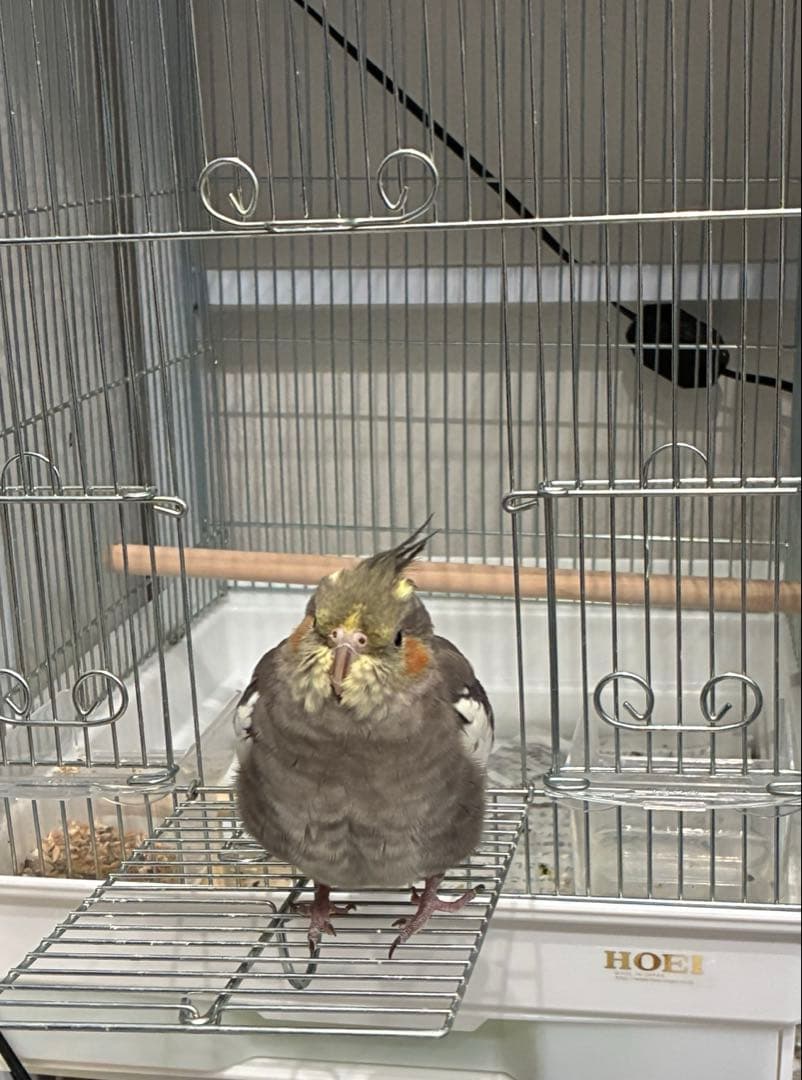 ご確認専用