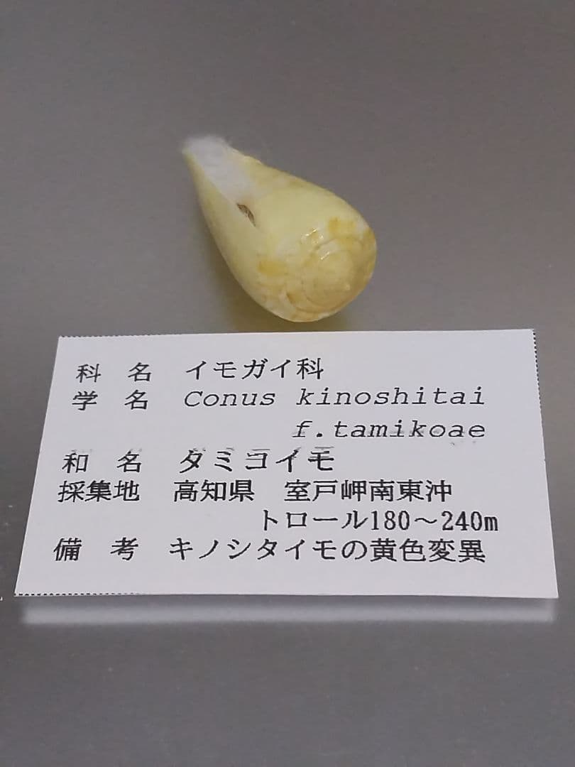 貝殻 ≪極希産！黄色変異！≫ タミコイモ イモガイ科