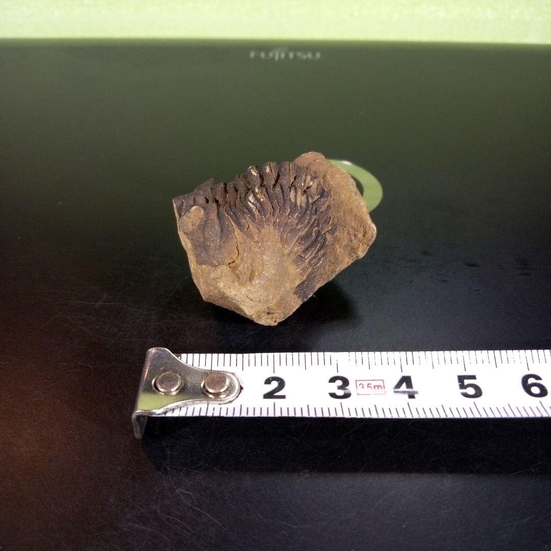 三葉虫　化石　ボリビア産　南アメリカ　trilobite　Bolivia三葉虫⑤