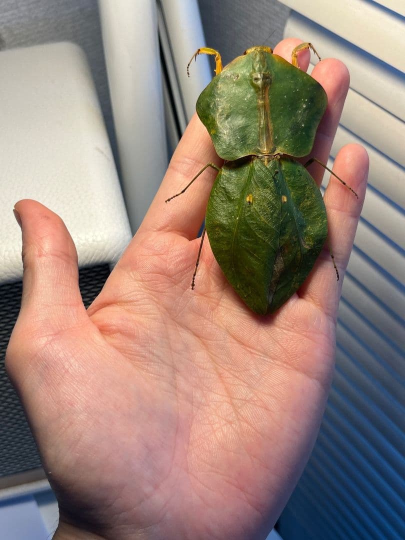 【標本】ナンベイマルムネカマキリ Choeradodisキリギリスカマドウマ