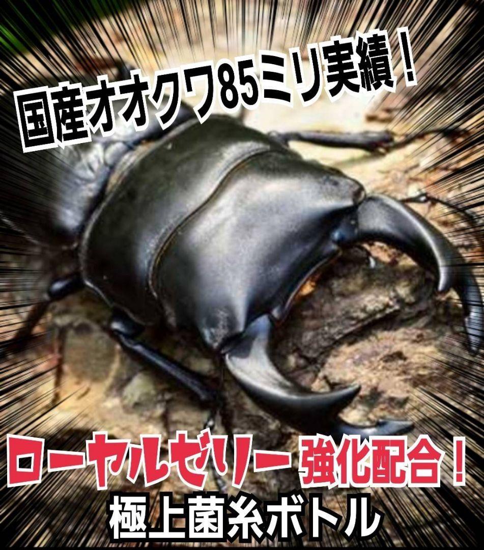 極上！オオヒラタケ菌糸瓶1100ml【8本】トレハロース、キトサン強化配合