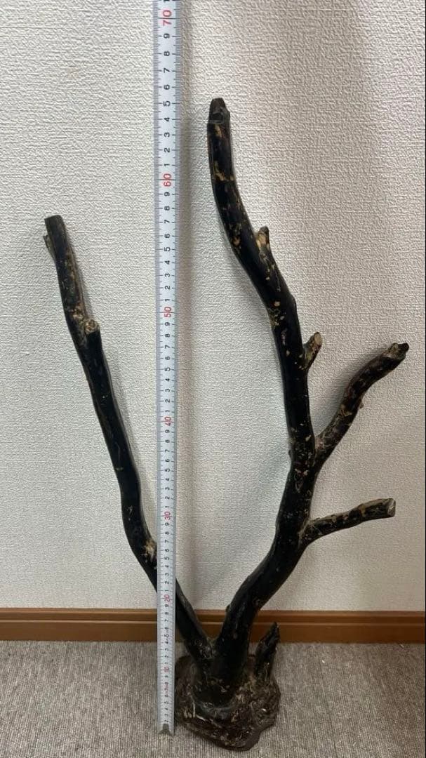 極上 大振海松 置物 深海松 黒珊瑚　重さ：1448g
