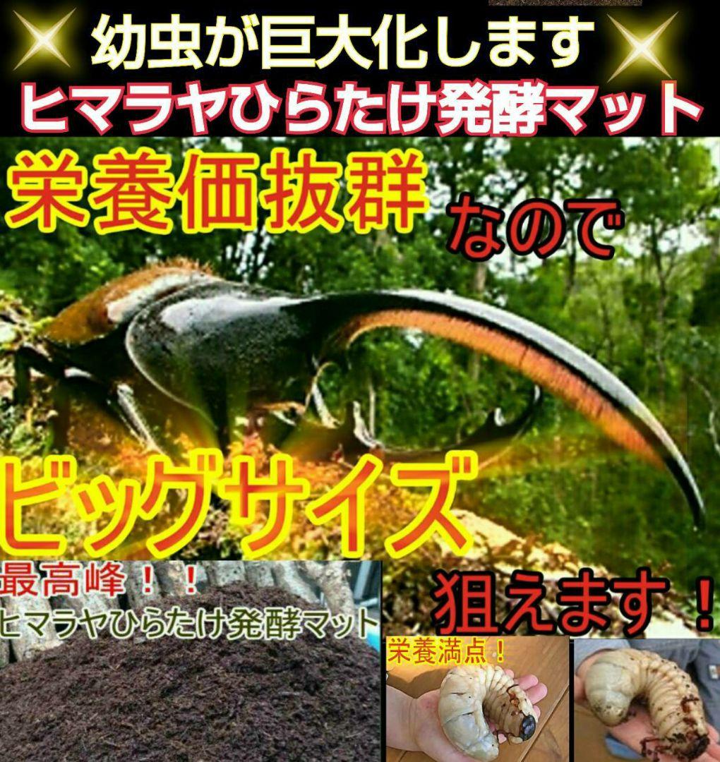 幼虫が巨大化します！ヒマラヤひらたけ発酵マット☆産卵にも抜群！クヌギ100%原料
