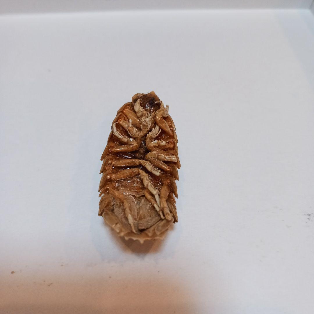 グソクムシ標本 約5cm