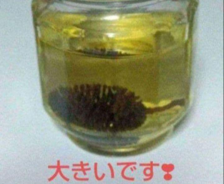 ✿シャブシ 大きめ 30個　シュリンプ　 タンニン　リース　ワークショップ