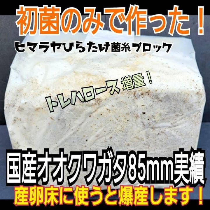 極上！ヒマラヤひらたけ菌糸ブロック【8個】初菌のみ使用！国産オオクワ85ミリ実績