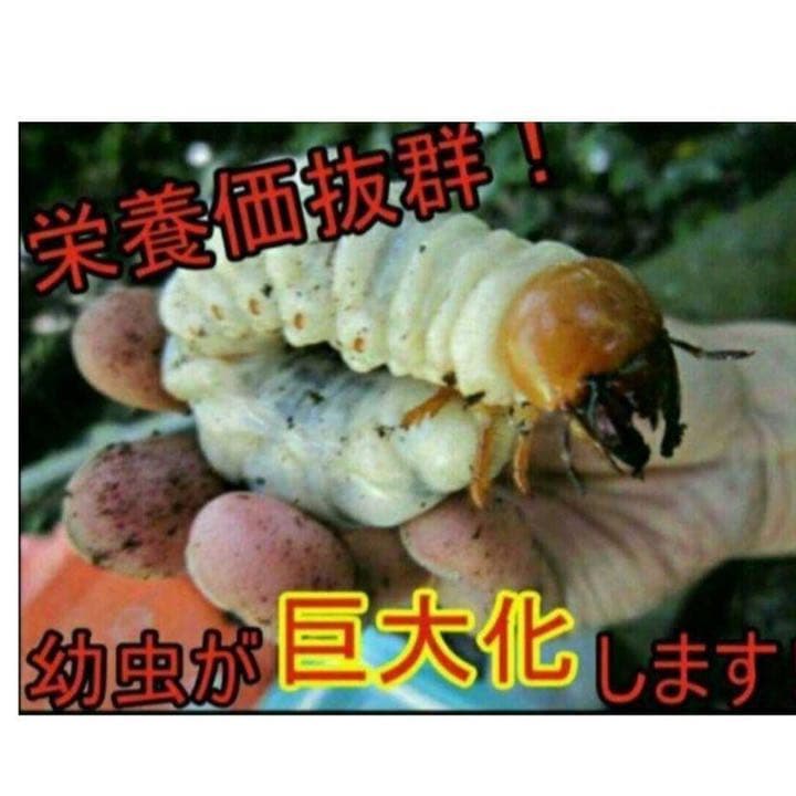 極上！ヒマラヤひらたけ菌糸ブロック【8個】初菌のみ使用！国産オオクワ85ミリ実績