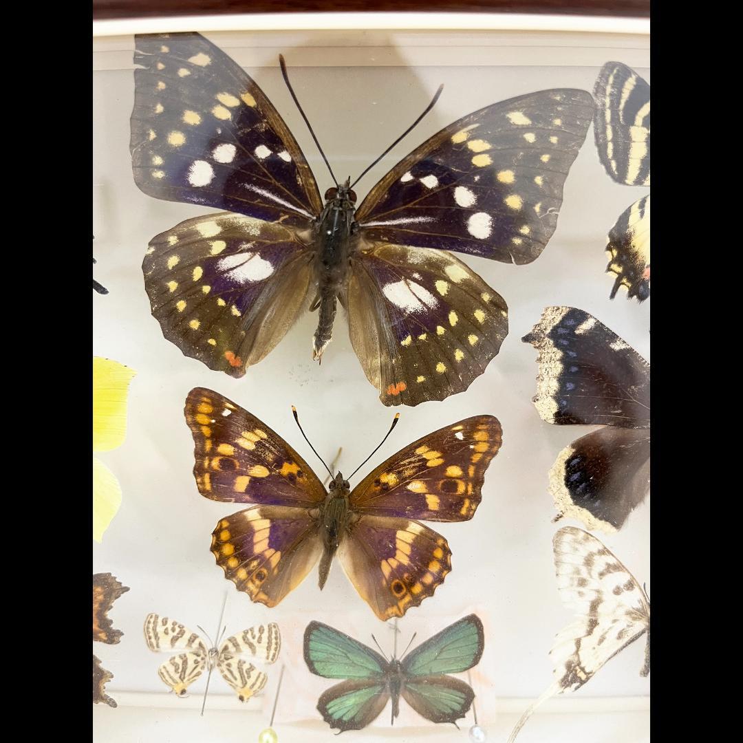 蝶 標本 昆虫 10枚 日本産蝶類標本 オオムラサキ ギフチョウ×2 他 国産