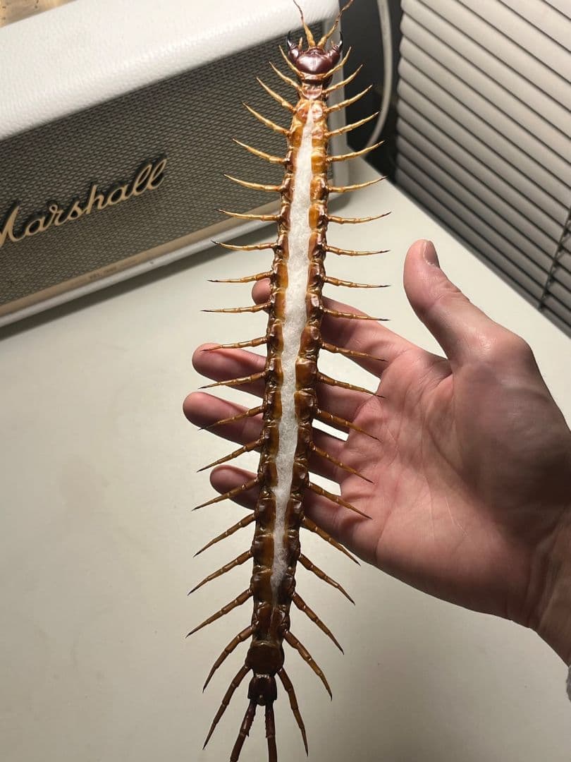 【超特大】ロブスターオオムカデセンチピード標本 全長35cm程　奇蟲