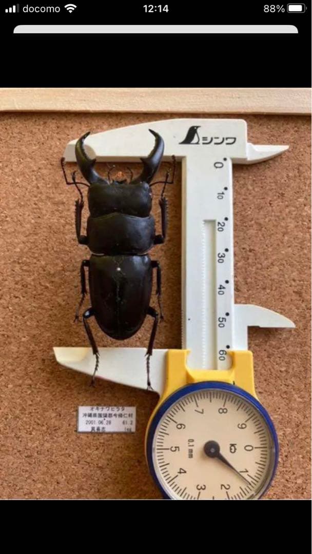 馬度産ヒラタ&オキナワヒラタ&ネブト