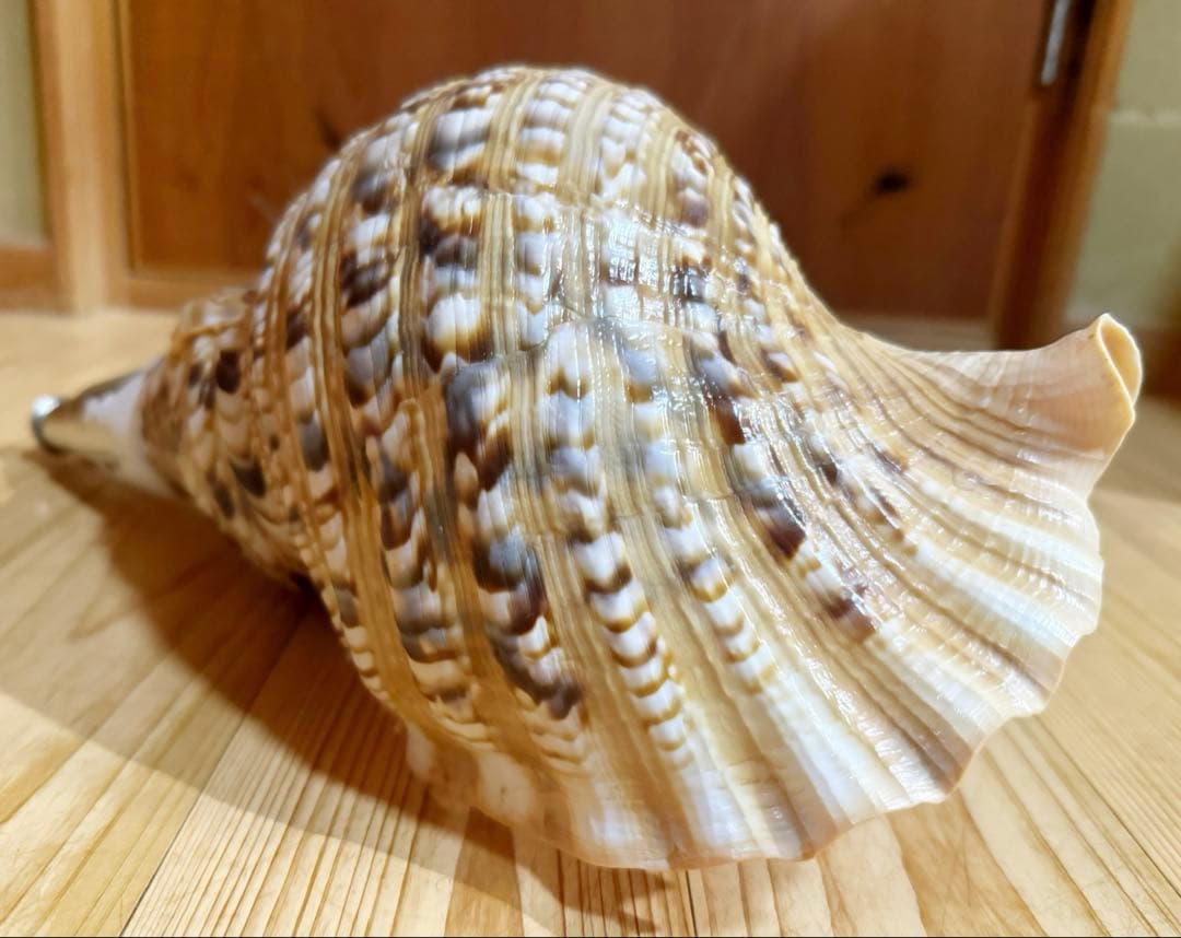 特大修験道法螺貝40.5㎝　山伏　密教　魔除け　熊よけ❣️ホラガイ　ほら貝