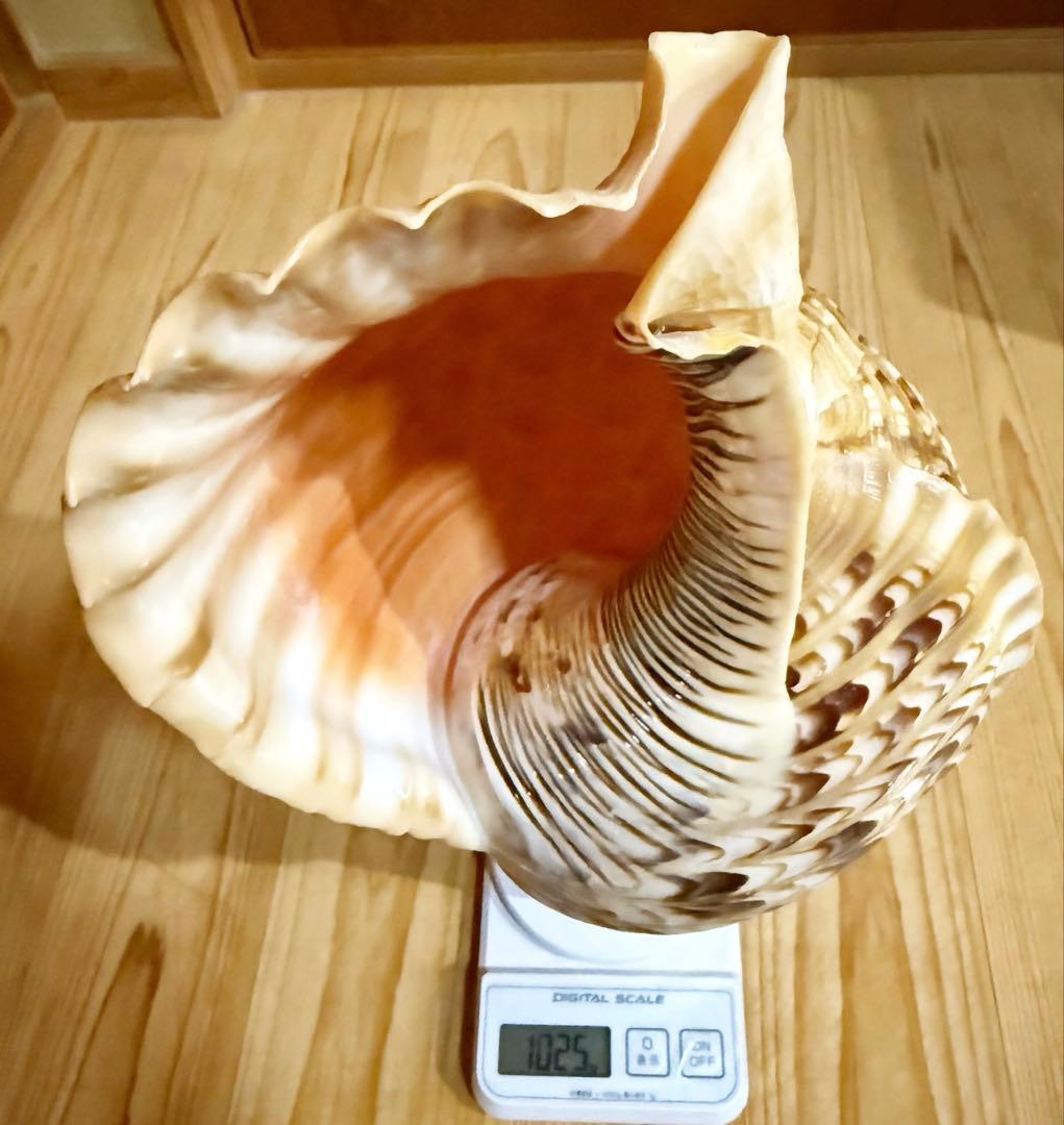 特大修験道法螺貝40.5㎝　山伏　密教　魔除け　熊よけ❣️ホラガイ　ほら貝
