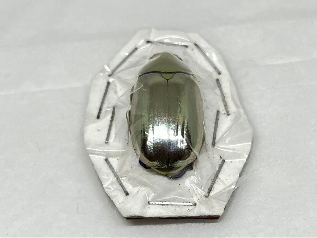 Chrysina chrysargyrea 標本 クリサルギレアプラチナコガネ