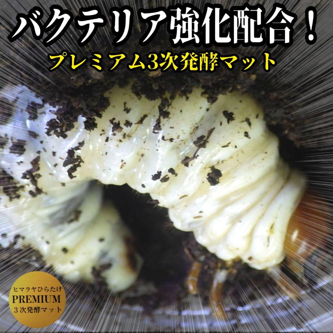 アンタエウスに抜群！プレミアム3次発酵マット【40リットル】バクテリア強化配合