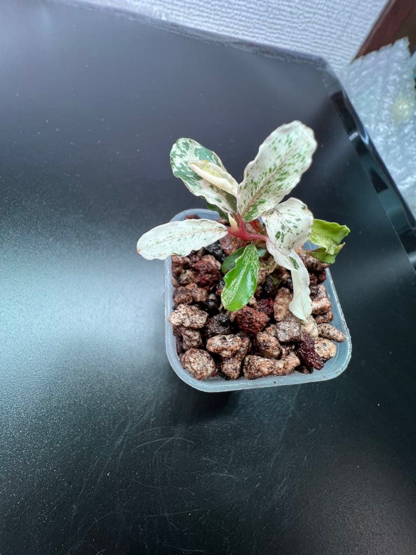 水草 Bucephalandra sp. Variegata